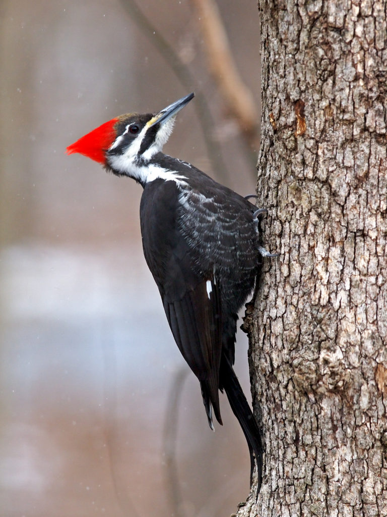 Pileated Woodpecker Feederwatch