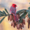 Northern Cardinal on White Pine
