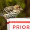A Priority Pine Siskin Checking Out the Food Options