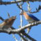 Eastern Bluebird With Mealworm