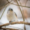 Tufted Titmouse in Rock Creek Park