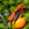 Scarlet Tanager and Orange