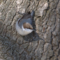 Brown Headed Nuthatches