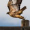 Red-Tailed Takeoff