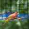 Tie-Dyed  Tanager