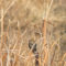 Female Red-winged Blackbird in the Marsh