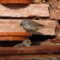 White-crowned Sparrows at Birdbath