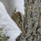 Brown Creeper on a Snowy Day