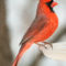 Cardinal pride