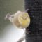 Goldfinch on thistle feeder