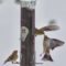 a discussion amongst American goldfinches