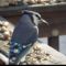 Curious Blue Jay