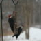 Pileated times 2