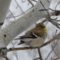 Unknown eye problem-American goldfinch male
