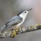 White-breasted Nuthatch