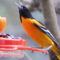 Winter with a Baltimore Oriole.