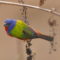 Vagrant Painted  Bunting