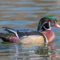 Woody, the Wood Duck
