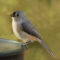 Tufted Titmouse says “thank you”