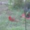 Chipping Sparrow and Northern Cardinal under feeders.