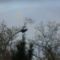 Fish Crow atop tree after being scared from water feature