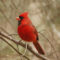 Cardinal male poses