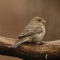 House Finch waits for early light