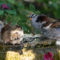 Mixed Sparrows