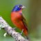 Painted bunting standing proud