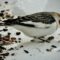 Snow Bunting Flock Finds Bird Seed on a Cold March Day