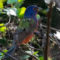 Male Painted Bunting in early Morning