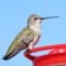 Black-chinned Hummingbird, female