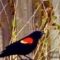 Blackbird Friend