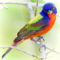 Male Painted Bunting  #4