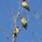 A Trio of Waxwings