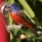 Painted Bunting Beauty