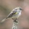 yellow rumped warblers