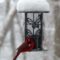 Winter Cardinal