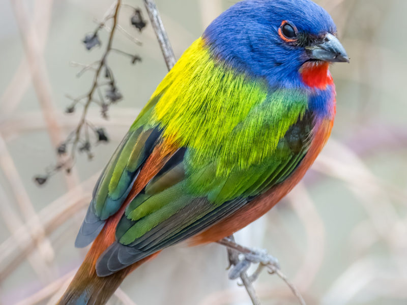 a male Painted Bunting perched on a small branch
