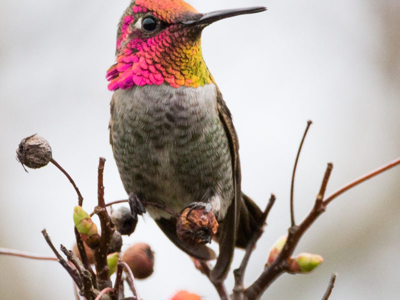 an Anna's Hummingbird perched on a small branch