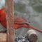 Northern cardinal, ever farther north
