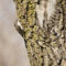 Brown Creeper – March 23, 2021