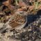 Chipping Sparrow eating seed