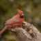 Beautiful Northern  Cardinal