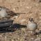 White-crowned sparrows