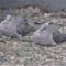 Pair of Mourning Doves sitting out a very windy day