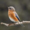 Who likes better to pose that an Eastern Bluebird!