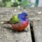 Gorgeous Painted Bunting