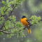 Oriole Brightens Up a Dreary Mother’s Day