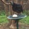 Black Vulture visits Feeder Watch site